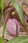 Pink lady's slipper <BR>Moccasin flower